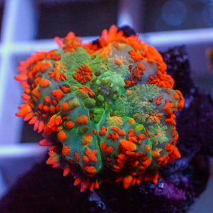 WYSIWYG Sunset Picasso Rhodactis Mushroom