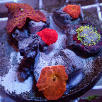 WYSIWYG Rainbow Discosoma Mushroom Combo Colony (5 Polyp)