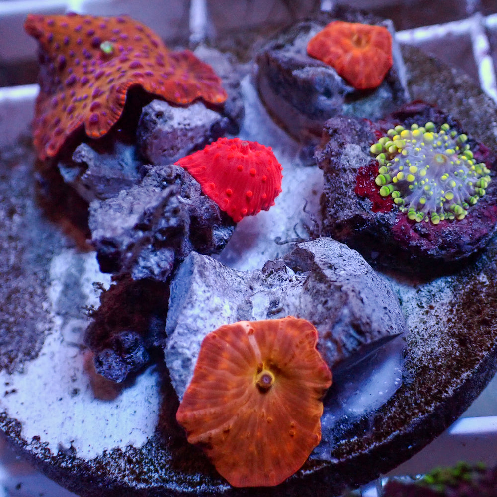 WYSIWYG Rainbow Discosoma Mushroom Combo Colony (5 Polyp)
