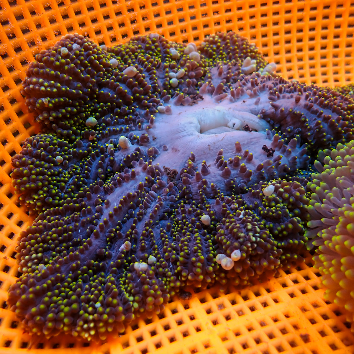 Yellow Spark Mertensii Carpet Anemone - Corals Anonymous