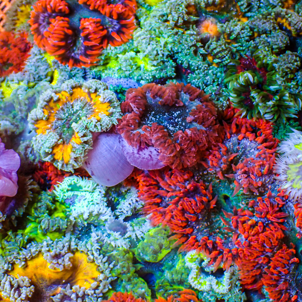 Ultra Rock Flower Anemone (Assorted) - Corals Anonymous