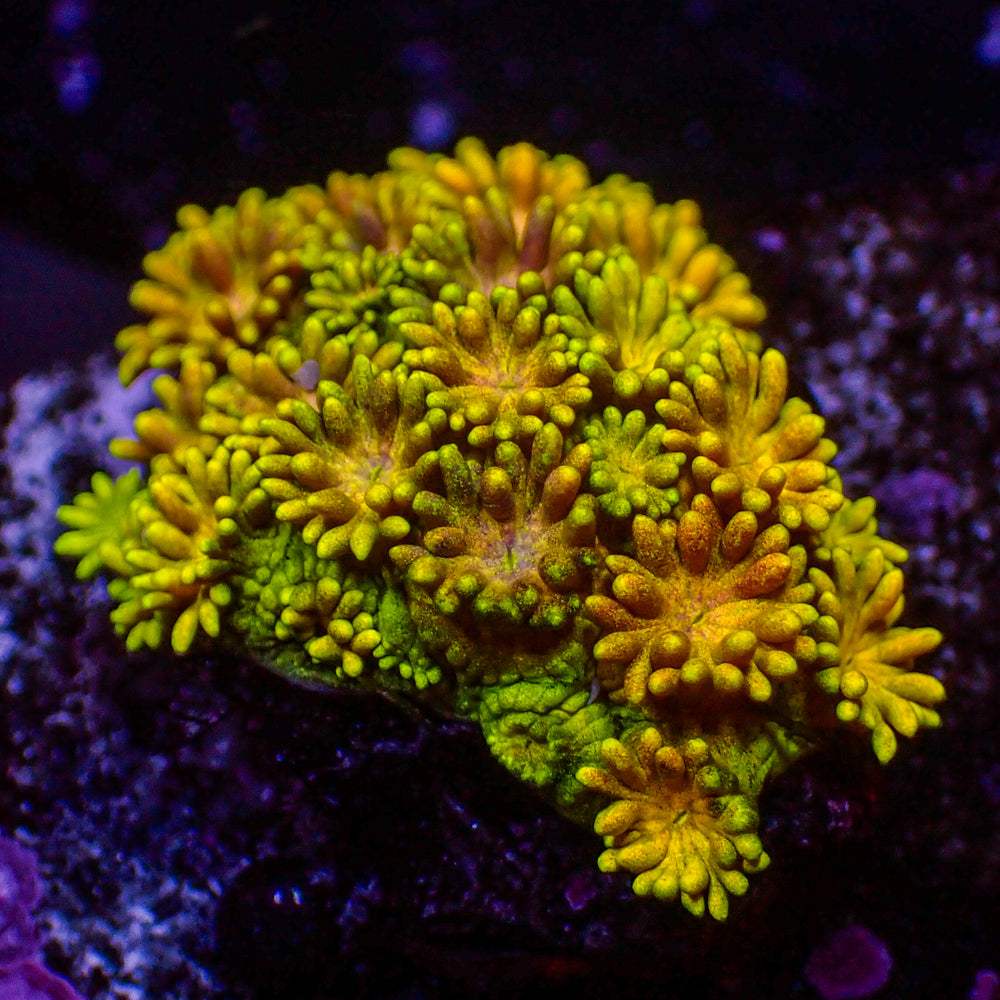 WYSIWYG Rainbow Hippie Dream Goniopora (0.5-1