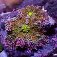 WYSIWYG Red Charm Yuma Mushrooms (2 Polyps)