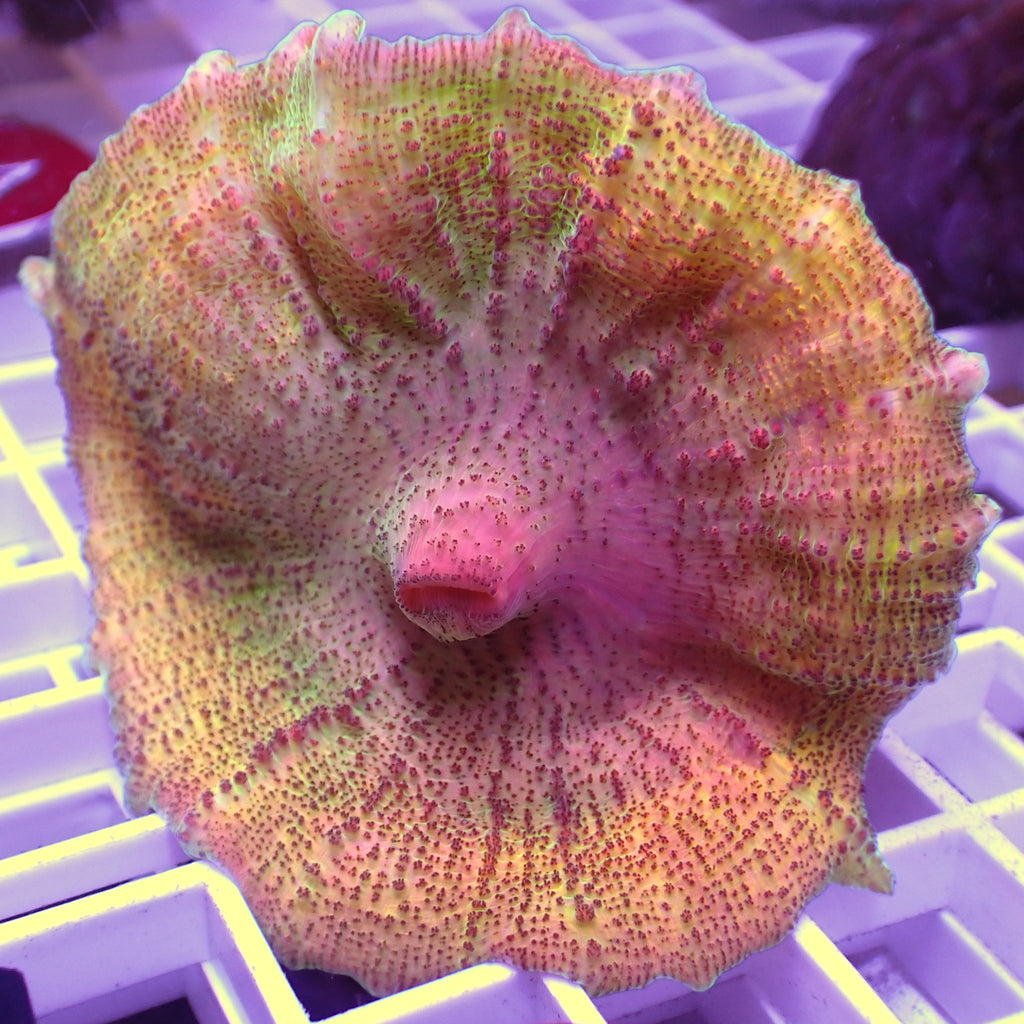 WYSIWYG Sour Patch Rainbow Discosoma Mushroom - Corals Anonymous