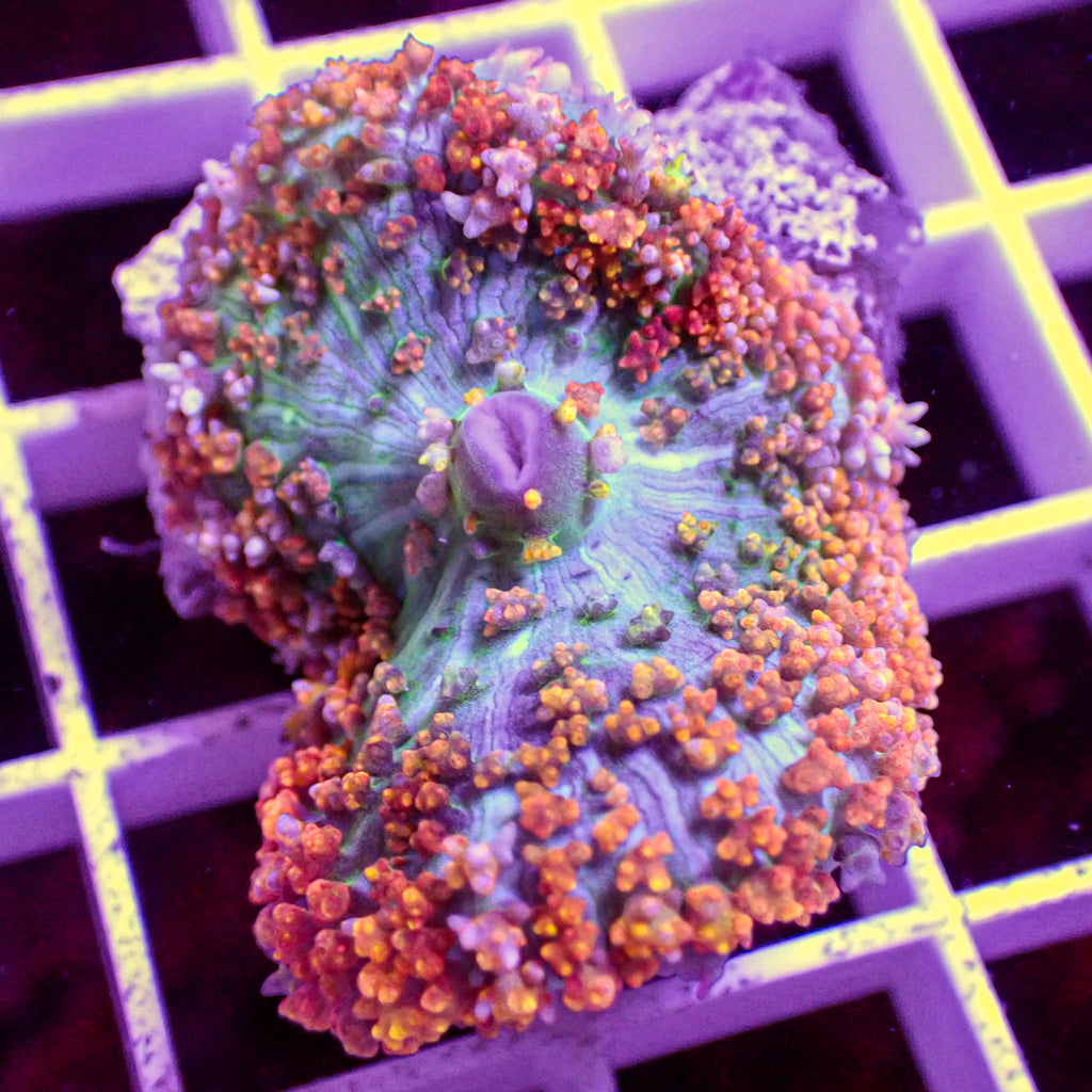 WYSIWYG Flamin' Hot St Thomas Mushroom - Corals Anonymous