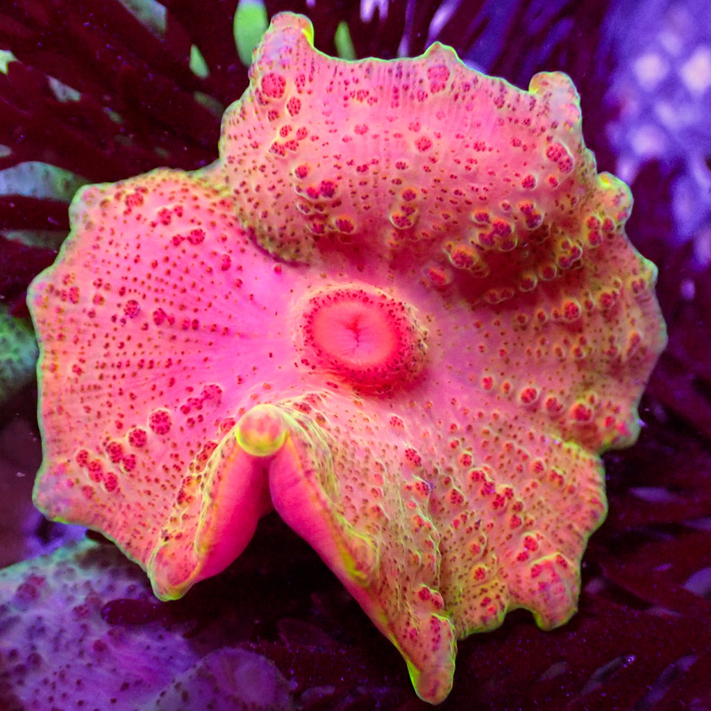 WYSIWYG Pink Lemonade Rainbow Discosoma Mushroom - Corals Anonymous