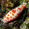 Episcopal Miter Snail - Corals Anonymous