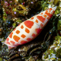 Episcopal Miter Snail - Corals Anonymous
