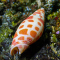 Episcopal Miter Snail - Corals Anonymous