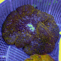 WYSIWYG Yellow Spark Mertensii Carpet Anemone (6-9") - Corals Anonymous
