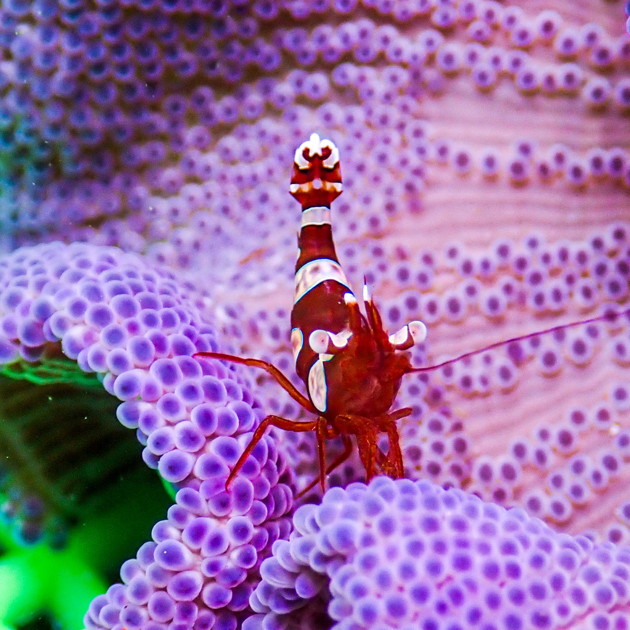Peacock Tail Anemone Shrimp