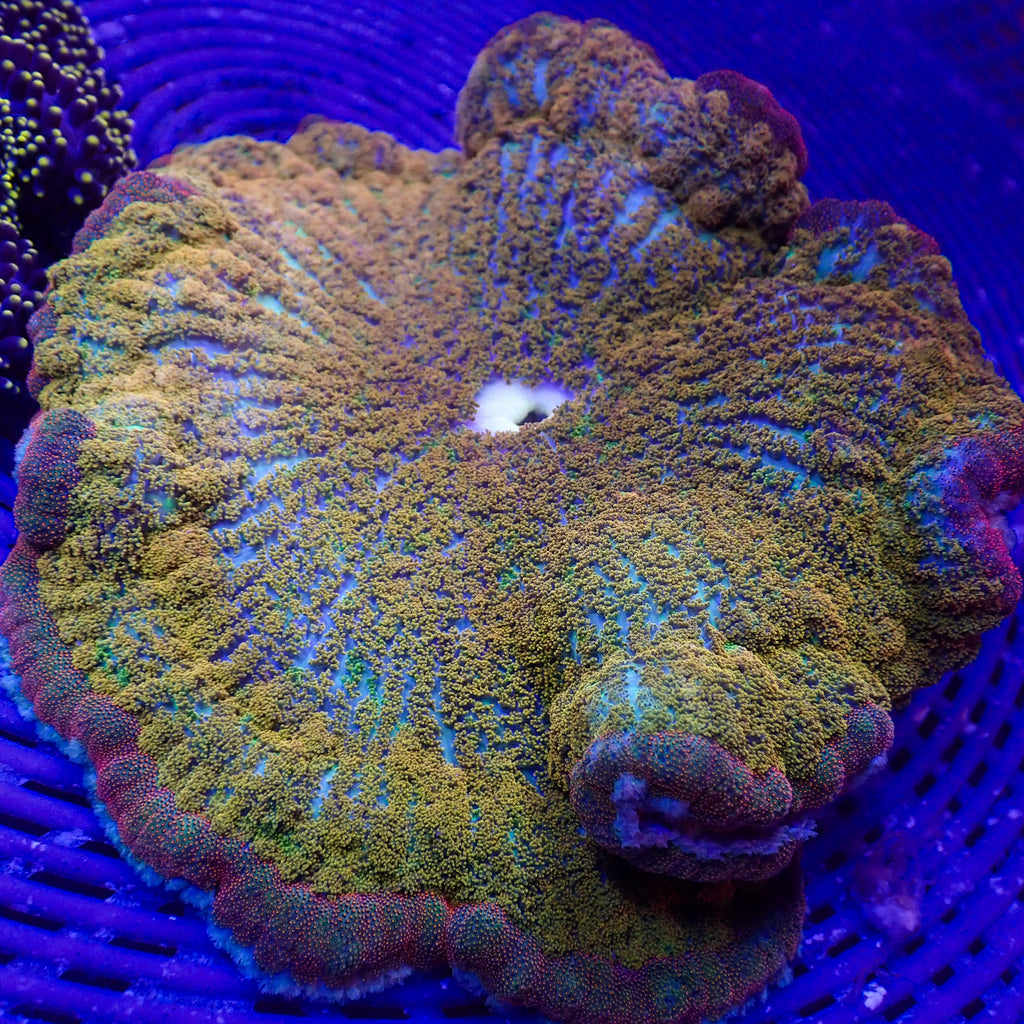 WYSIWYG Ultra Rainbow Skittle Carpet Anemone (Rare, 5-9") - Corals Anonymous
