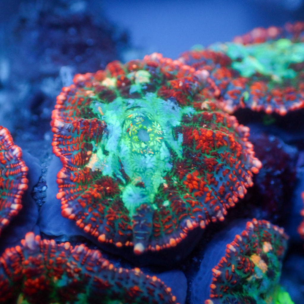 Pink Dancer Rhodactis Mushroom - Corals Anonymous