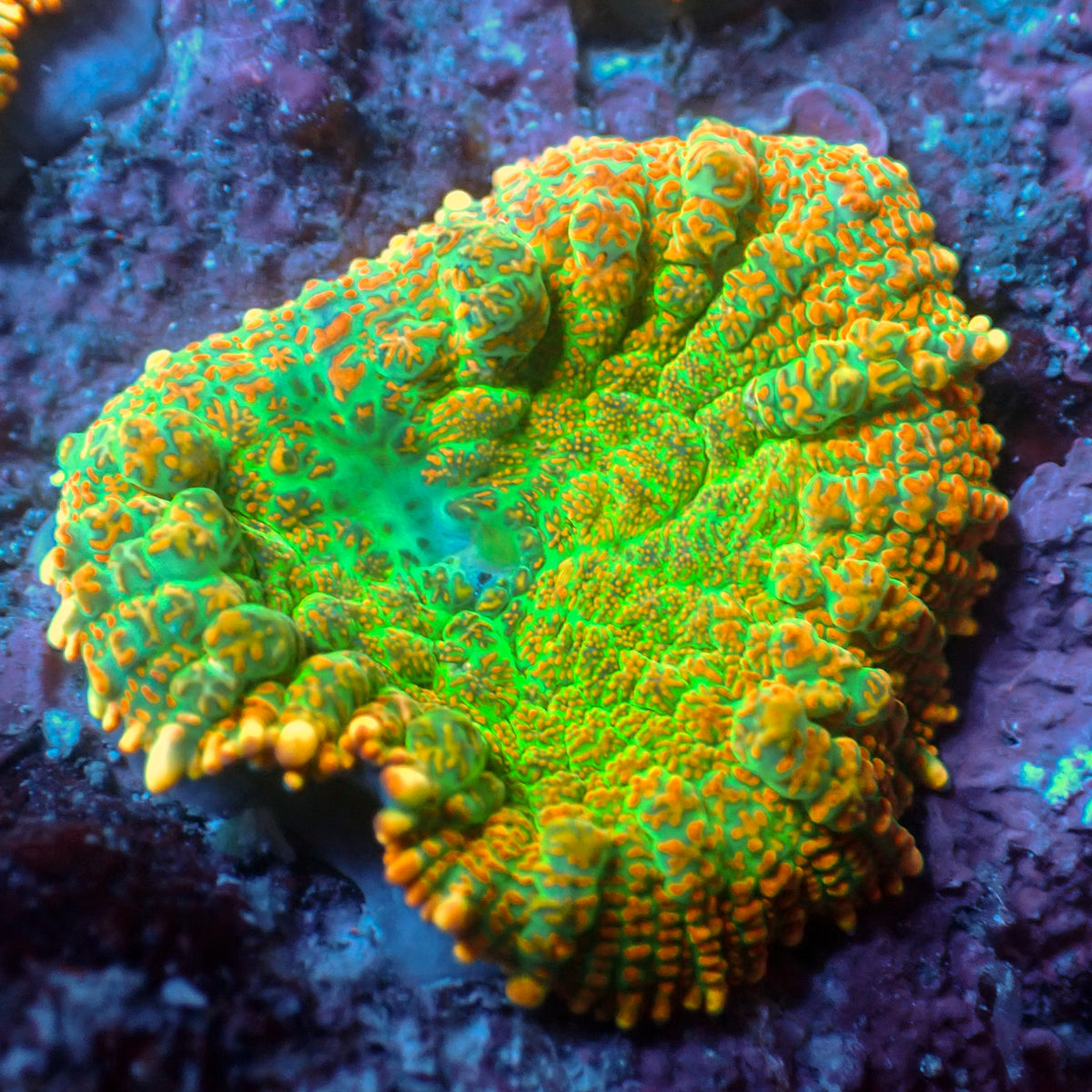 Maui Glow Sunset Rhodactis Mushroom - Corals Anonymous