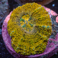WYSIWYG Aussie Lava Button Scoly (0.5-1.5”) - Corals Anonymous