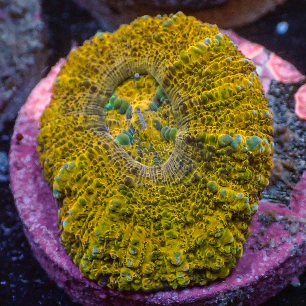 WYSIWYG Aussie Lava Button Scoly (0.5-1.5”) - Corals Anonymous