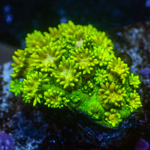 WYSIWYG Leprechaun Goniopora (0.5-1") - Corals Anonymous