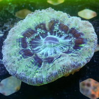 WYSIWYG Pastel Mint Green Cynarina (3-4")