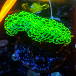 WYSIWYG Neon Green Wall Hammer (2-3")