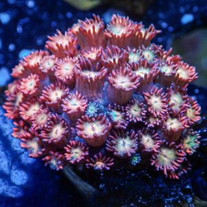 WYSIWYG Rainbow Celestial Red Sky Goniopora Colony (1-2")