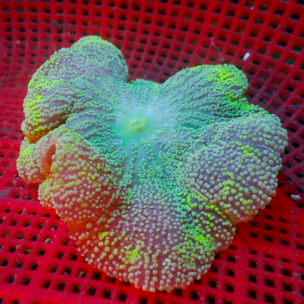 WYSIWYG Lime Green Jawbreaker Haddoni Carpet Anemone (3-5