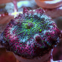 Lava Lamp Discosoma Mushroom
