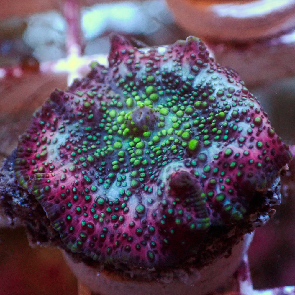 Lava Lamp Discosoma Mushroom