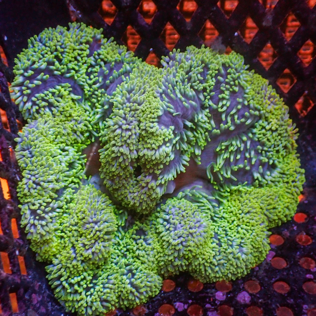 WYSIWYG Multicolor Limonade Gigantea Carpet Anemone (4-6") - Corals Anonymous