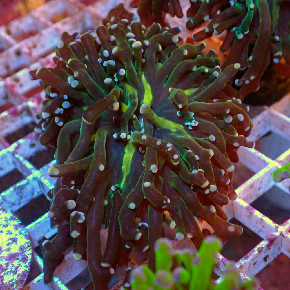 Teal Tip Yellow-Mouth Green Branching Frogspawn - Corals Anonymous