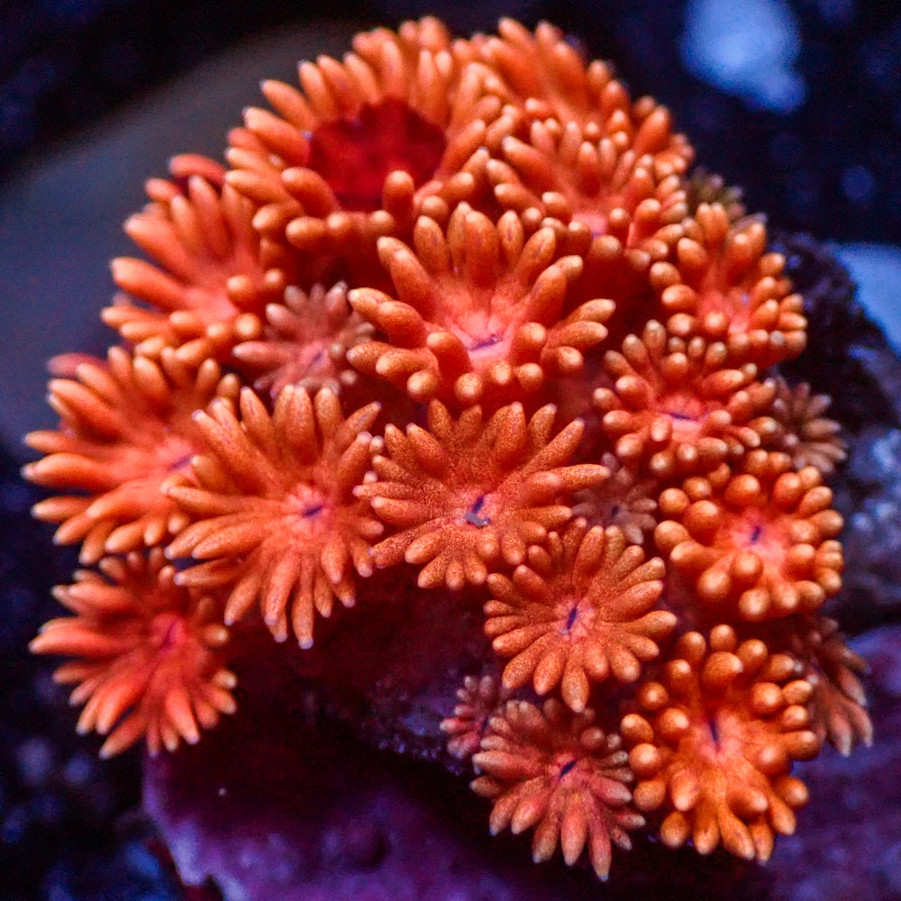 WYSIWYG Ultra Bright Peachy Peach Goniopora (0.5-1