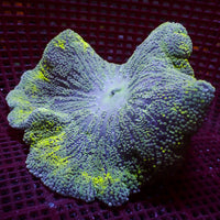WYSIWYG Lime Green Jawbreaker Haddoni Carpet Anemone (3-5")