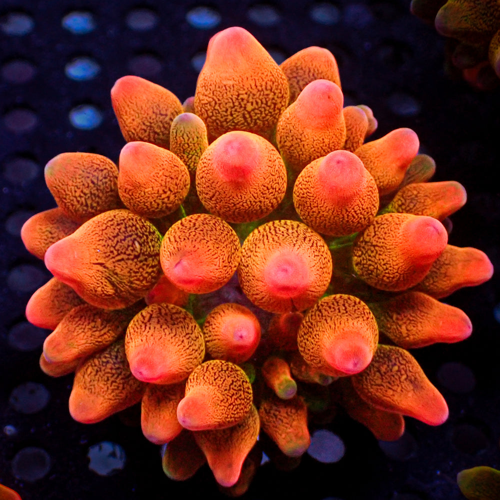 CA Ultra Peach Drop Bubble Tip Anemone