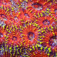 Bloody Gold Acan Echinata (0.5-1" Frag)