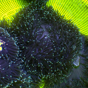 Starry Night Ritteri Anemone