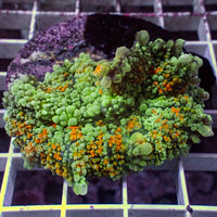 WYSIWYG XL Fireball Mojito Bounce Rhodactis Mushroom (2-3")
