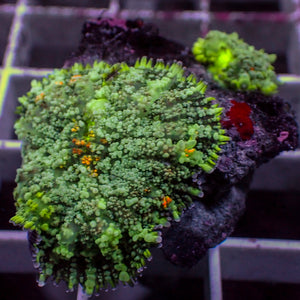 WYSIWYG Brush Fire Rhodactis Mushroom Combo (2 polyps)