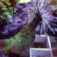 WYSIWYG Jungle Rage Rhodactis Mushroom w/ Feather Duster Combo