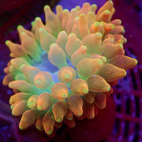 WYSIWYG Pacific Sunburst Bubble Tip Anemone (3-5”)