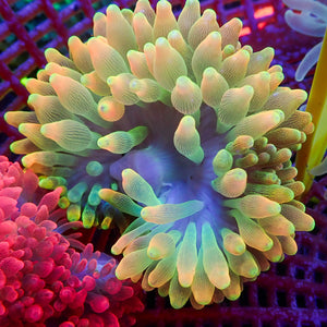 WYSIWYG Pacific Sunburst Bubble Tip Anemone (3-5”)