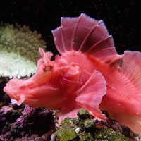 WYSIWYG Bright Pink Paddle-Flap Scorpionfish (Rare, 8-9") - Corals Anonymous
