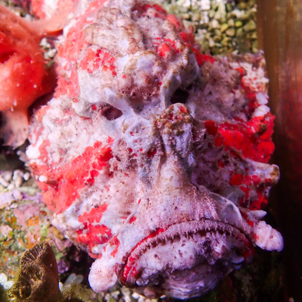 WYSIWYG Behemouth Devil Stonefish (10-12") - Corals Anonymous