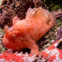 WYSIWYG Scarlet Frogfish (Rare, 6-9") - Corals Anonymous
