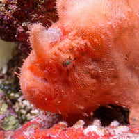 WYSIWYG Scarlet Frogfish (Rare, 6-9") - Corals Anonymous
