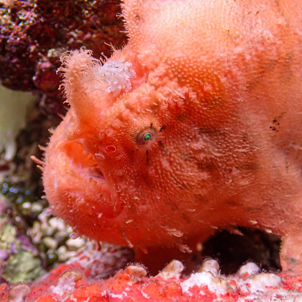 WYSIWYG Scarlet Frogfish (Rare, 6-9") - Corals Anonymous