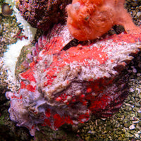 WYSIWYG Behemouth Devil Stonefish (10-12") - Corals Anonymous
