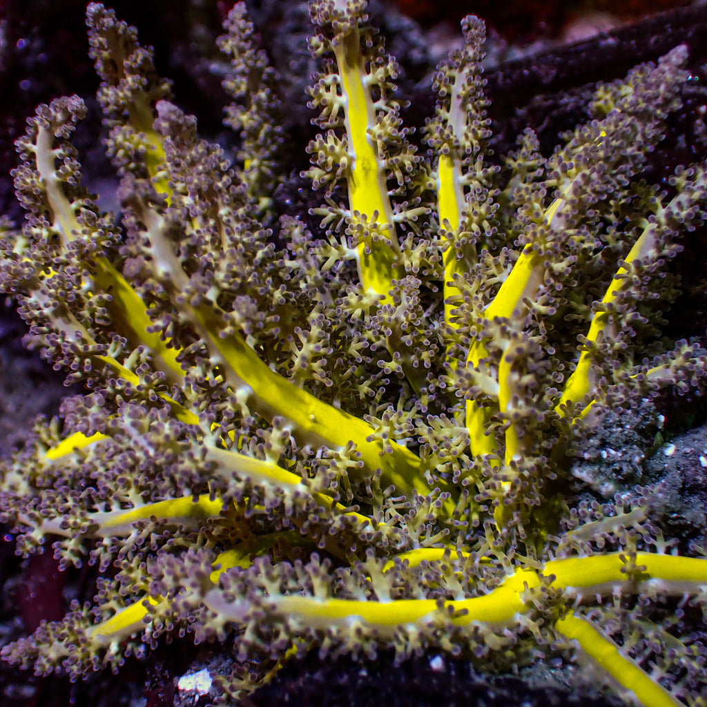 WYSIWYG Yellow Starfire Anemone (4-5") - Corals Anonymous