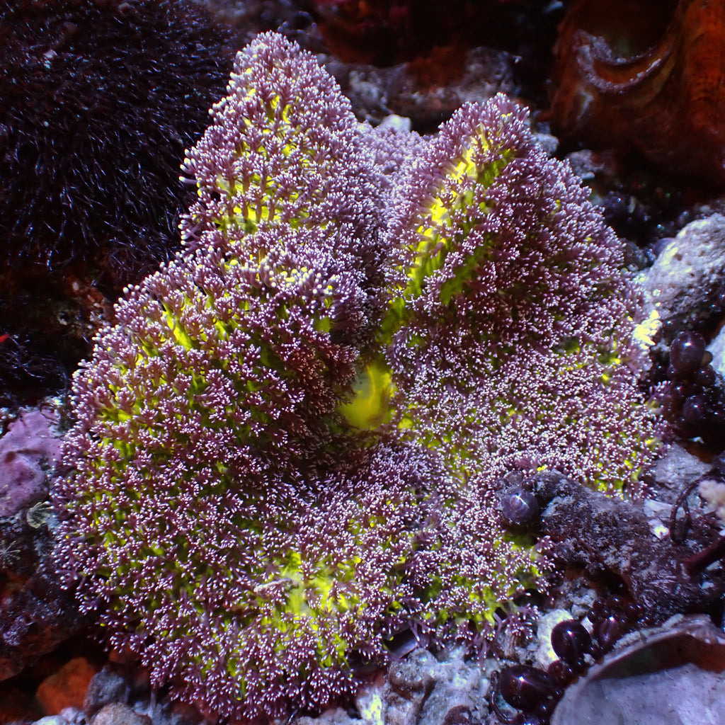 WYSIWYG XL Static Shock Hemprichii Anemone (4-5") - Corals Anonymous
