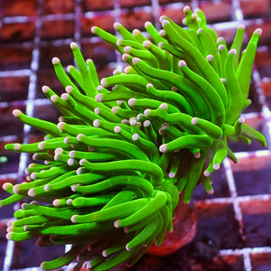 Pink Tip Green Torch - Corals Anonymous