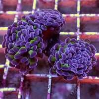 WYSIWYG Purple Tip Hammer Colony (3 Polyps)