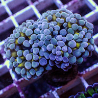 WYSIWYG Static Blue Hammer Colony (2 Polyps)